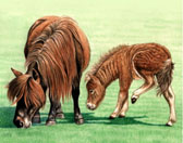 Miniature Horse, Equine Art - I Cant See Where You are